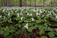 050507-IL-P-X-04