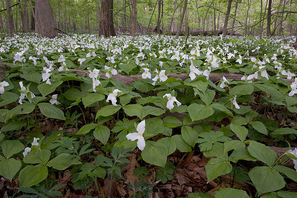 050507-IL-P-X-04