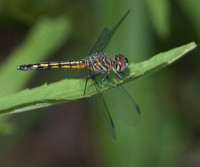 040609-IL-I-X-01