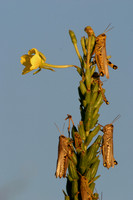 030906-IL-I-X-01