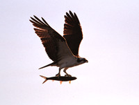 020110-FL-B-R-01