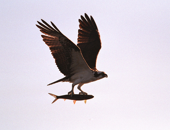 020110-FL-B-R-01